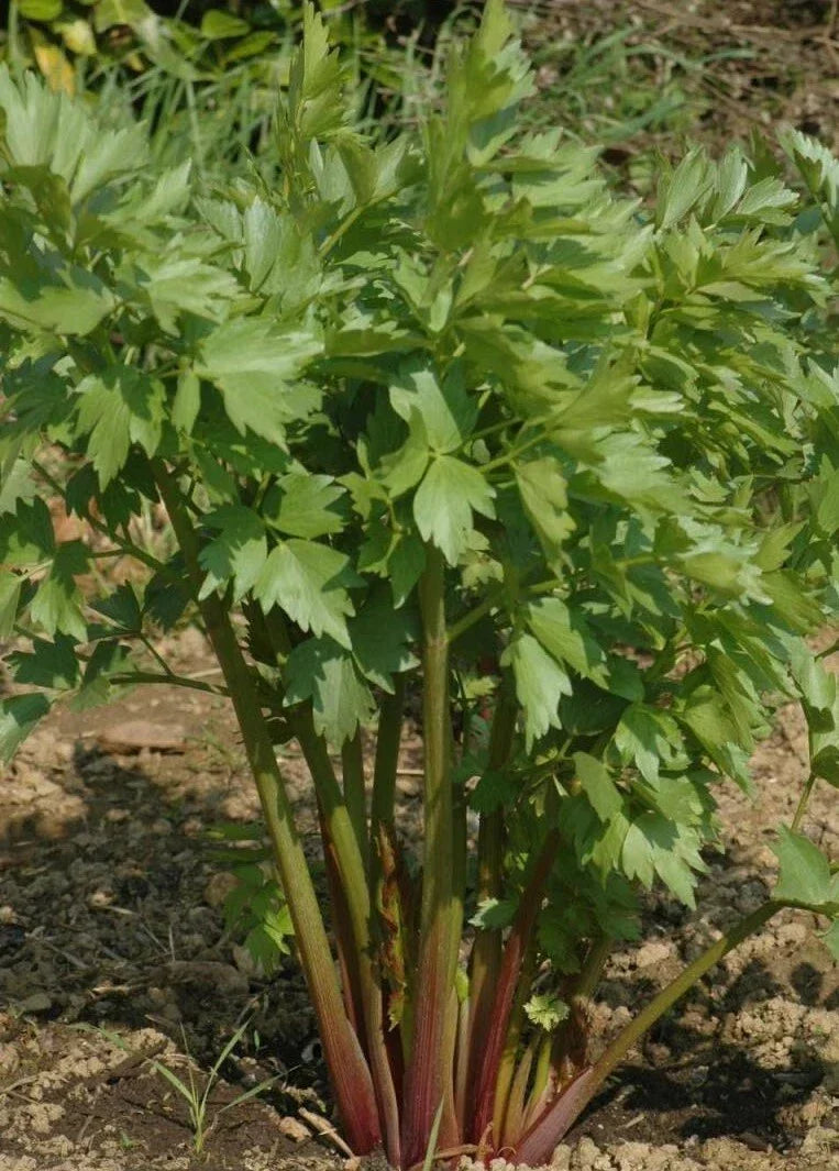 Lovage Seeds - 300+ Perennial Culinary Herb - Celery Flavor - Levisticum officinale - USA Grown