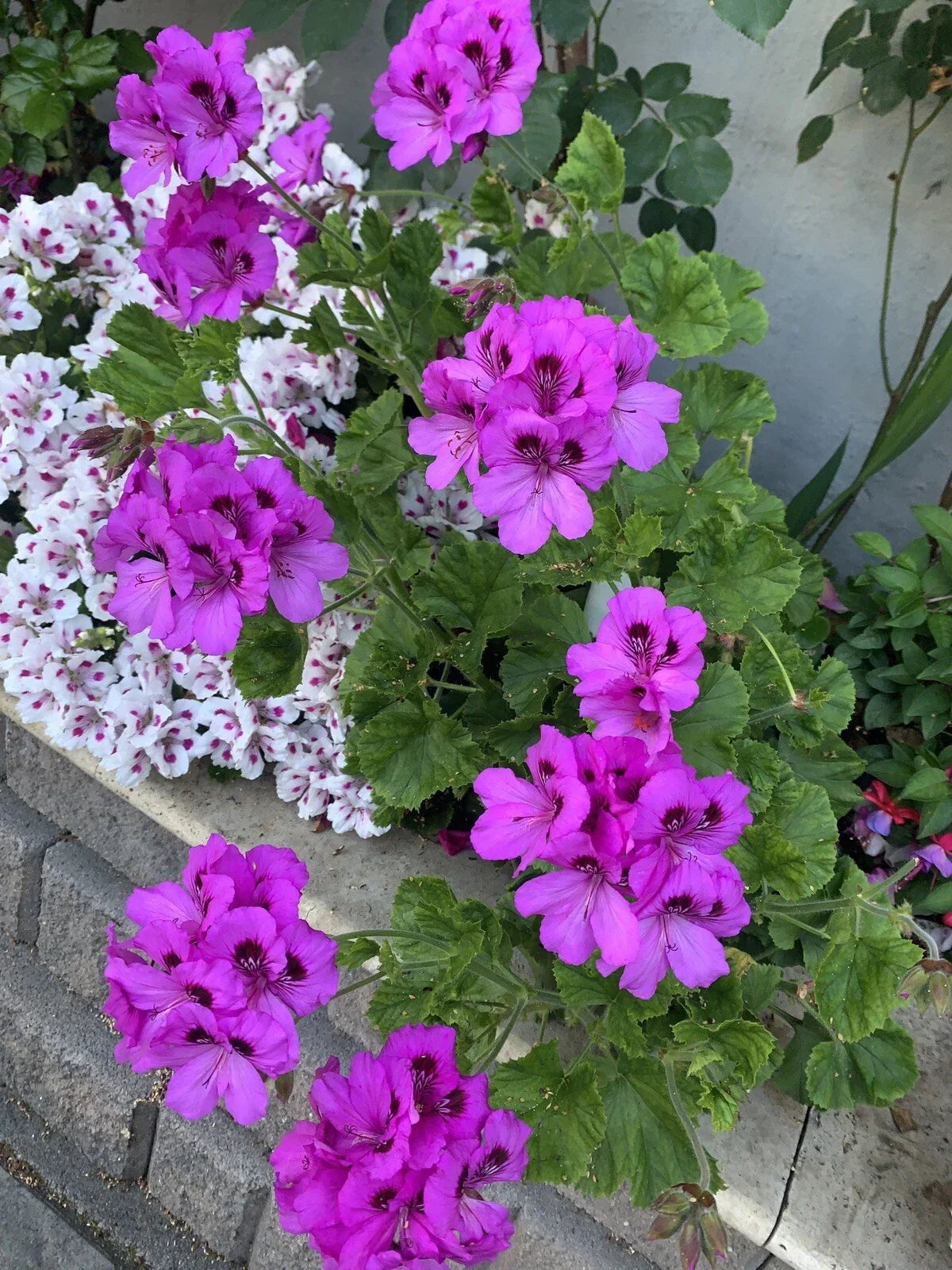 Geranium Live Plant 12” Lavender Pink Black Pelargonium Perennial - Easy Care Garden Flower