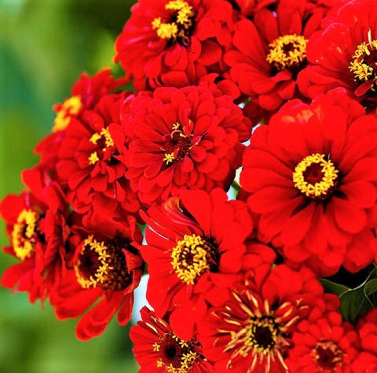 Zinnia Seeds Pack - 100+ Non-GMO Will Rogers Variety - Zinnia elegans - Perfect for Colorful Garden Blooms