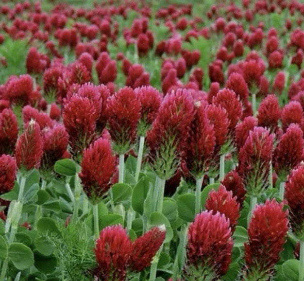 Crimson Clover Seeds 300 Count Non-GMO Inoculated Trifolium incarnatum - Soil Enrichment Cover Crop