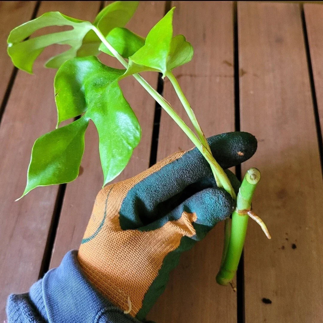 Monstera Minima Rooted Cutting, Live Indoor Plant, Air-Purifying Houseplant, Monstera adansonii, Easy Care
