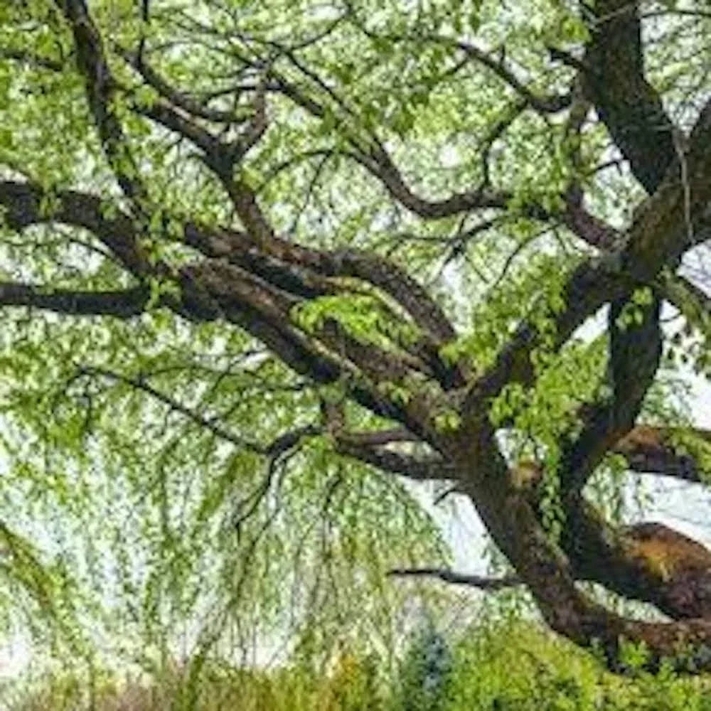 Corkscrew Willow Tree Bare Root 2-3' Salix matsudana 'Tortuosa' Unique Twisted Branches for Landscaping