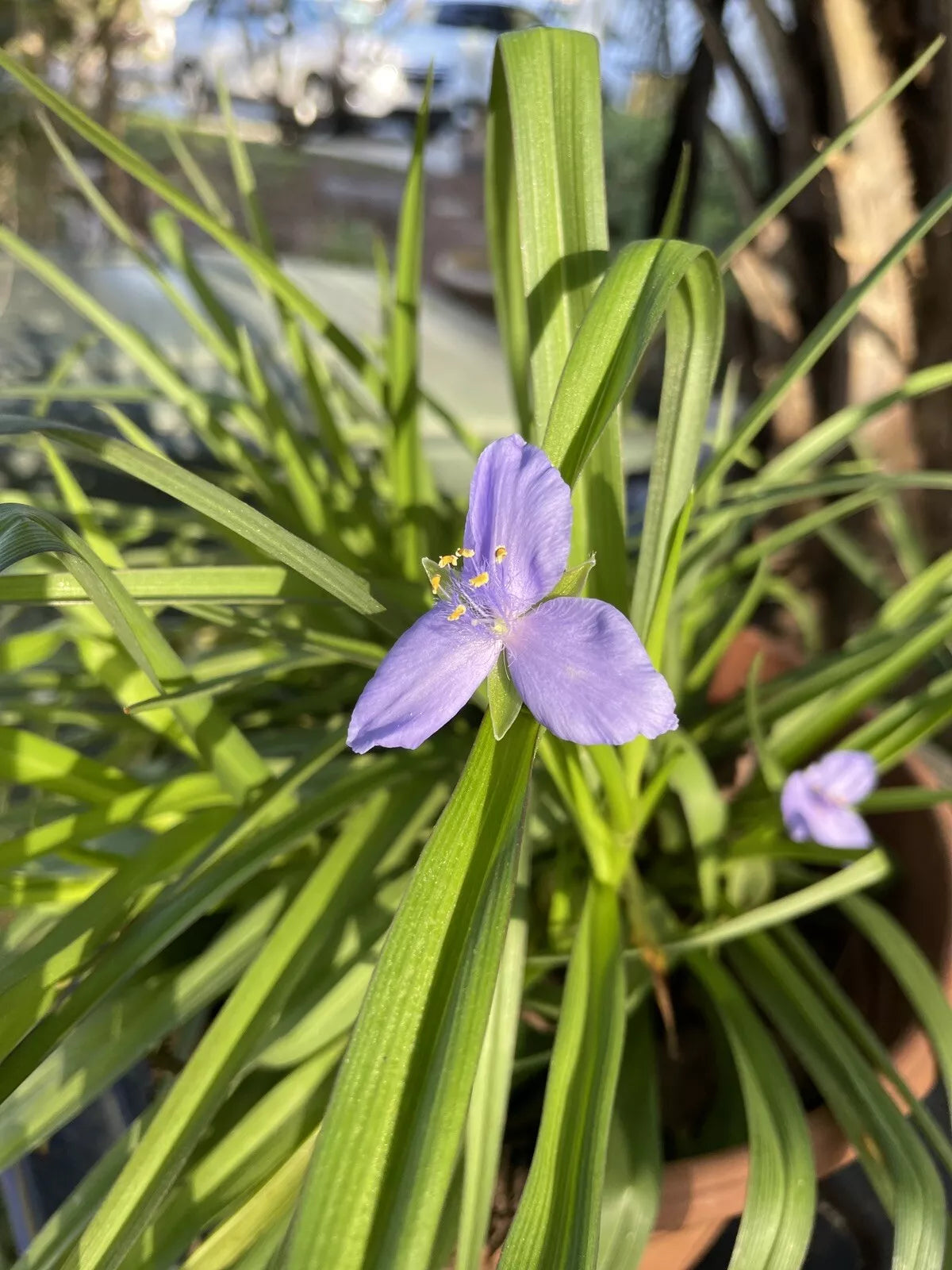 Live Spiderwort Plants - 5 Bare Root Widows Tears Bluejacket - Tradescantia - Hardy Perennial for Garden