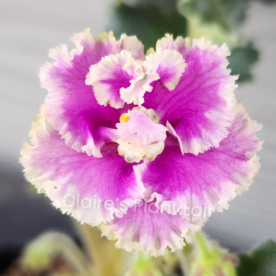 African Violet Leaf Cutting - LE-Rainbow Butterflies - Saintpaulia ionantha - Colorful Indoor Plant Propagation