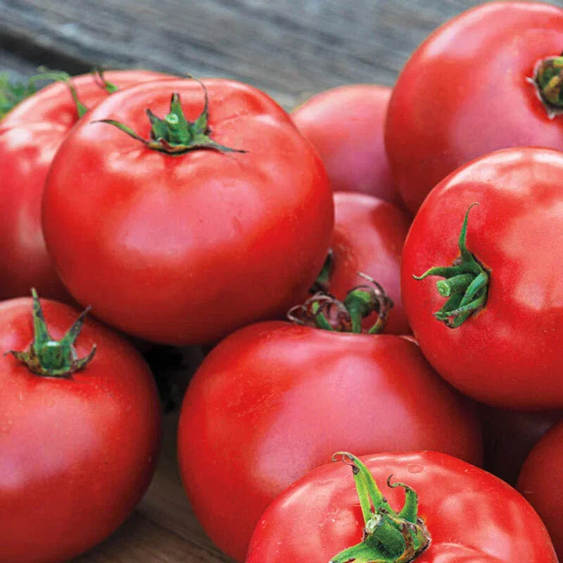 Better Boy Tomato Seeds - 25 Pack Heirloom Vegetable Seeds - Solanum lycopersicum - High-Yield & Disease Resistant