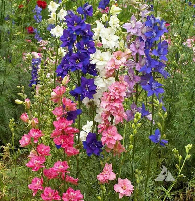 Rocket Larkspur Seeds - 200 Count - Imperial Mix Delphinium Flowers - Non-GMO Wildflower Variety - Delphinium ajacis