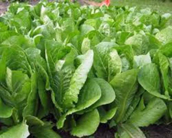 Romaine Lettuce Seeds - 500 Non-GMO Paris Island Heirloom - Lactuca sativa for Home Garden, Ideal for Spring and Fall Planting