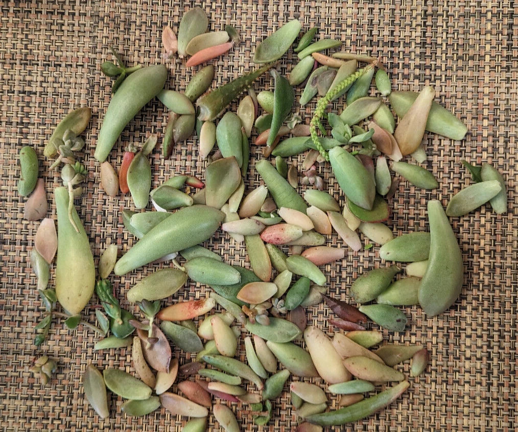 Succulent Leaves for Propagation - 3/4 LB - 30+ Varietals, 5 Rare Types - Ideal for DIY Gardening, Various Species