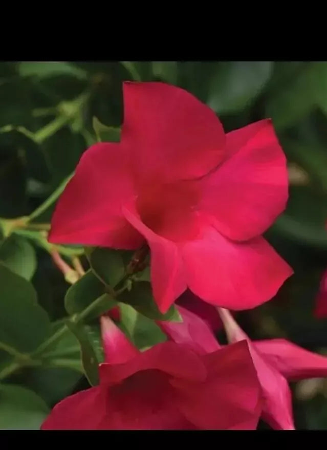 Mandevilla Plant Plug 2 Inch Fuchsia Tourmaline Mandevilla spp. | Vibrant Garden Flower for DIY Landscaping