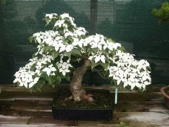 Flowering Dogwood Bonsai Tree Seeds - 20 Count - Cornus florida - Indoor Gardening, Native Plants, Low Maintenance