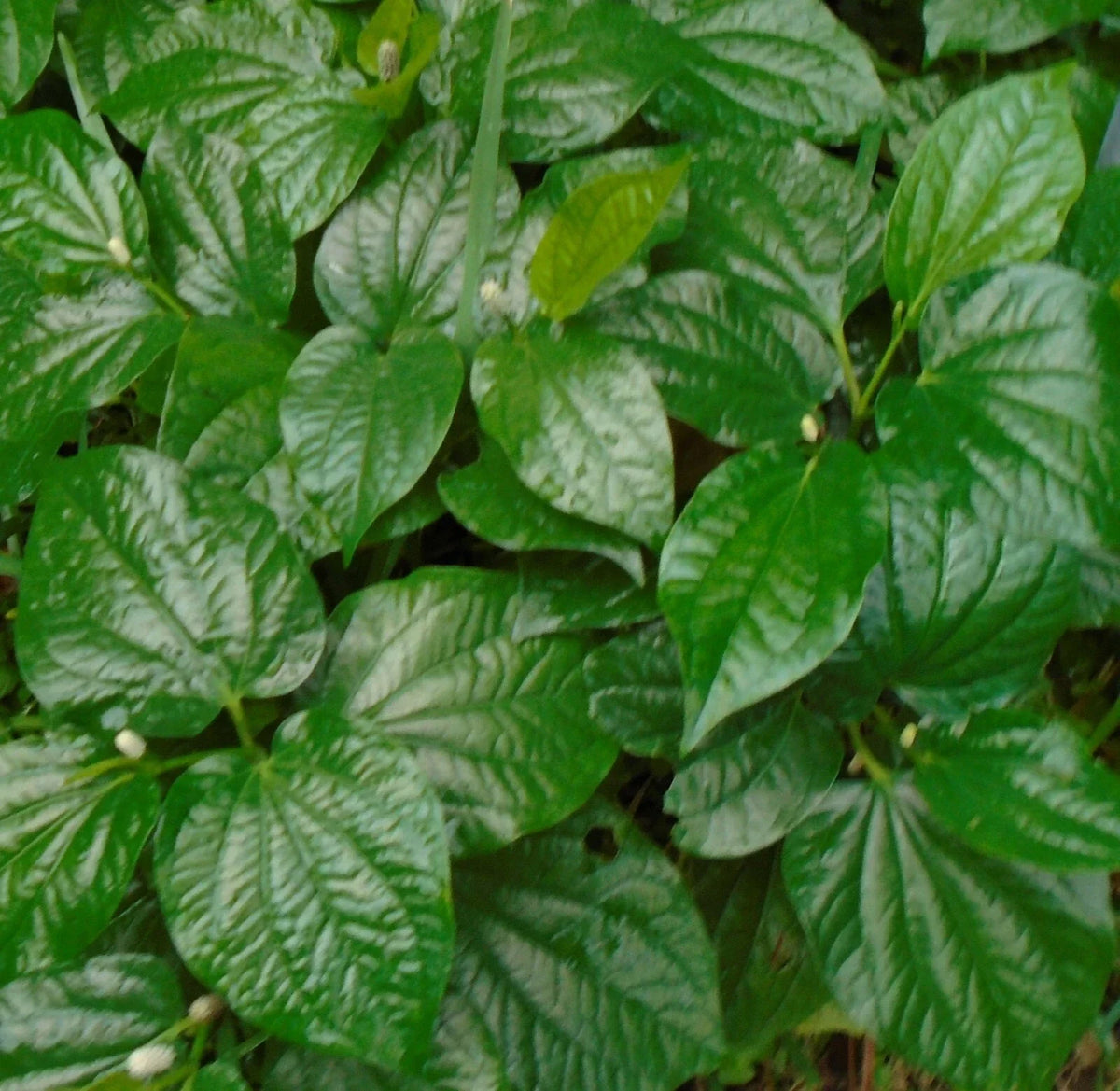 Natural Betel Leaves Stems 3x 4"-6" Lotol Texas, Piper lolot - Culinary Herb for Cooking and Gardening