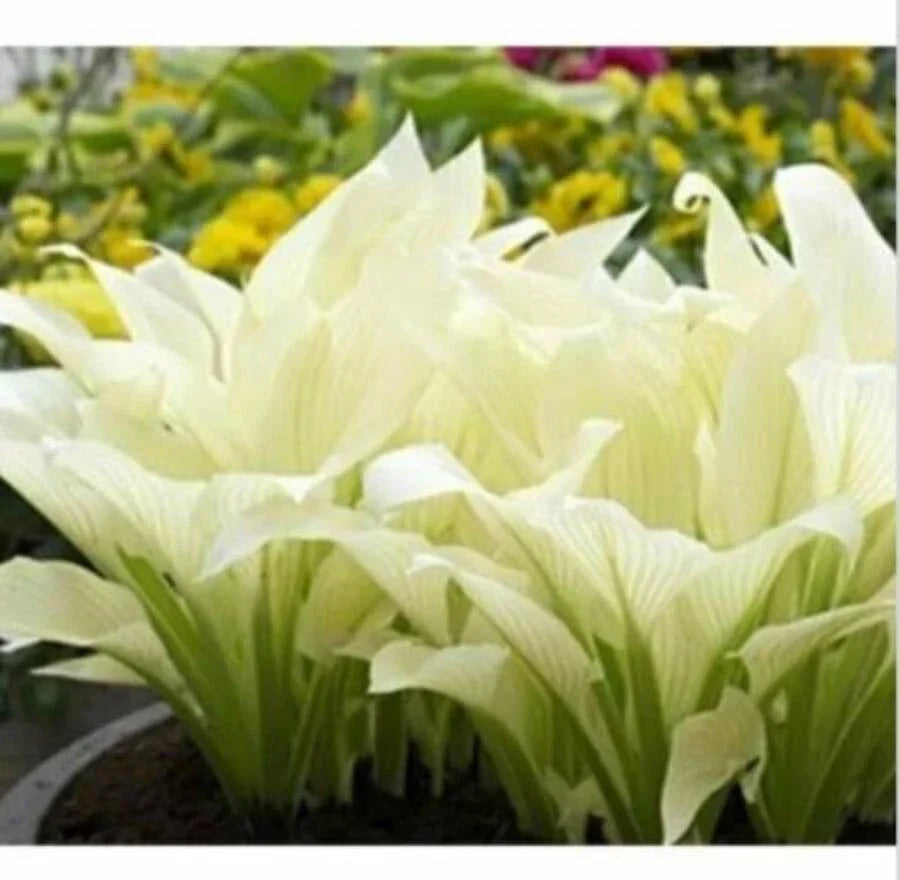 Hosta Plantaginea Seeds - 20pcs Fragrant Plantain, Fire and Ice Variety, White Lace - Ideal for Shade Gardens