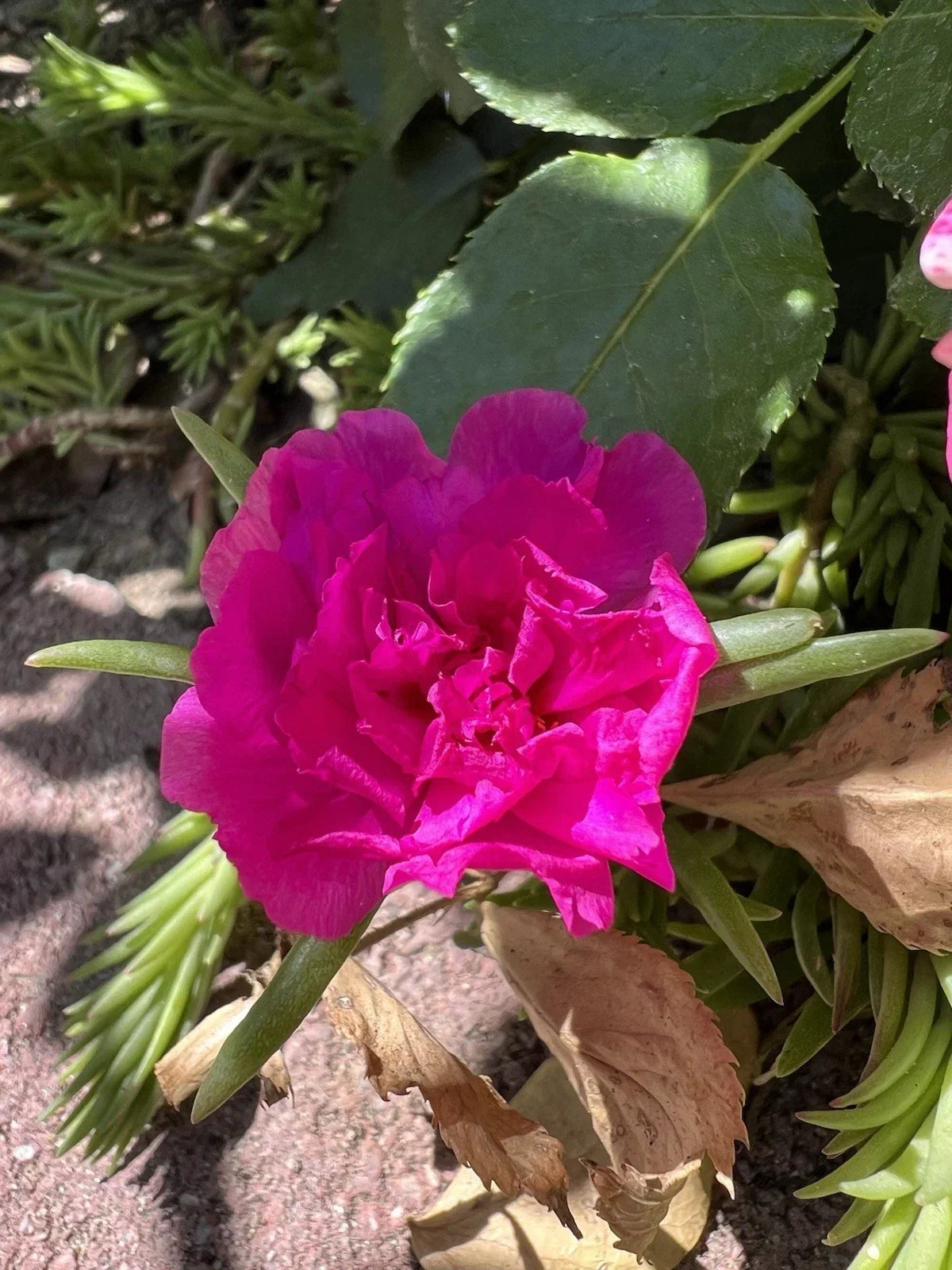 Magenta Double Bloom Cuttings - 7 Healthy Portulaca Moss Rose - Portulaca grandiflora - Drought-Tolerant Garden Plants