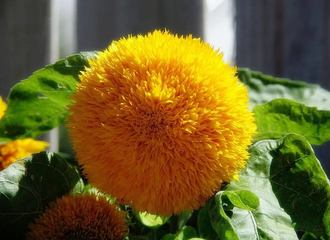 Teddy Bear Sunflower Seeds | 20 Pack | Helianthus annuus | Easy to Grow Fluffy Golden Blooms for Garden and Containers