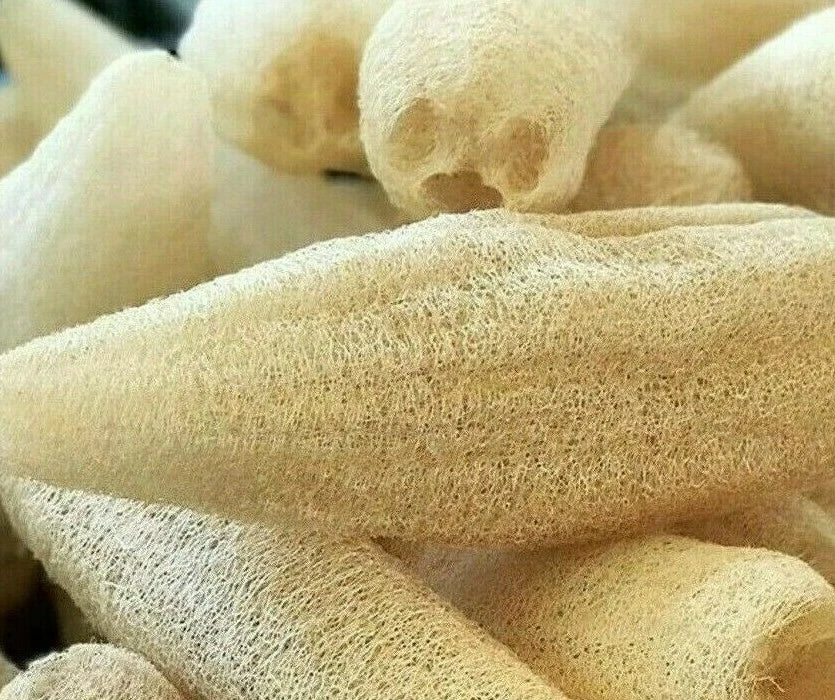 Luffa Gourd Seeds Pack 10+ for Eco-Friendly Loofah Sponge, Luffa aegyptiaca - Perfect for Garden and Natural Dishcloths