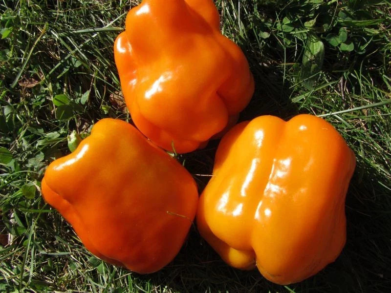 Orange King Bell Pepper Seeds - 25 Organic Non-GMO Heirloom Seeds - Capsicum annuum - Sweet Flavor for Garden or Containers