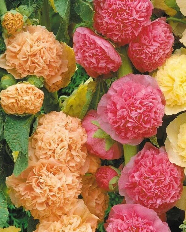 Hollyhock Seeds 25 Pack, Colorful Double Flowering Perennial, Alcea rosea 'Chater's Double Mix' for Garden Blooms