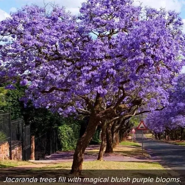 Blue Jacaranda Seeds - 10 Rare Trumpet Tree Seeds - Jacaranda mimosifolia - Blue-Purple Flowers, Fast-Growing Garden Plant