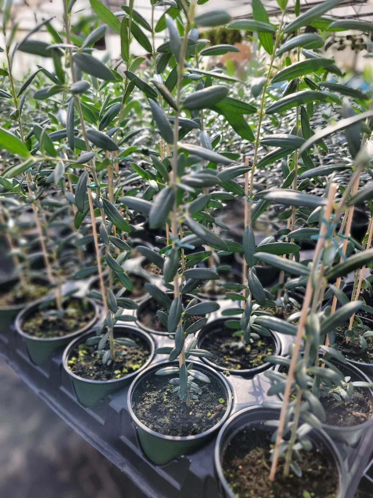 Arbequina Olive Tree Plant - 4 Inch Pot - Olea europaea Variety - Robust Roots for Indoor/Outdoor Garden