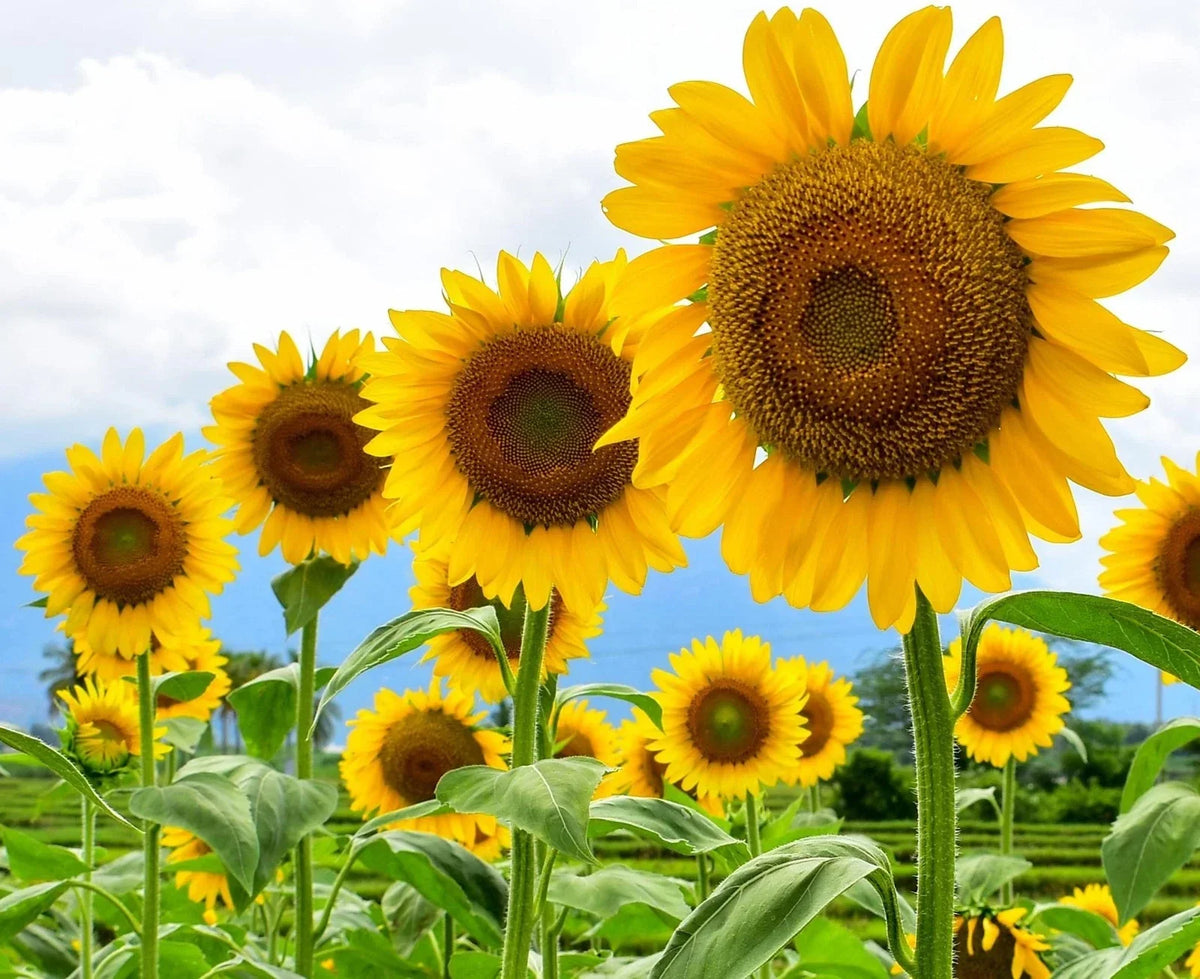 Mammoth Sunflower Seeds | 100+ Giant Yellow Seeds | Helianthus annuus | Pollinator Friendly, Easy to Grow