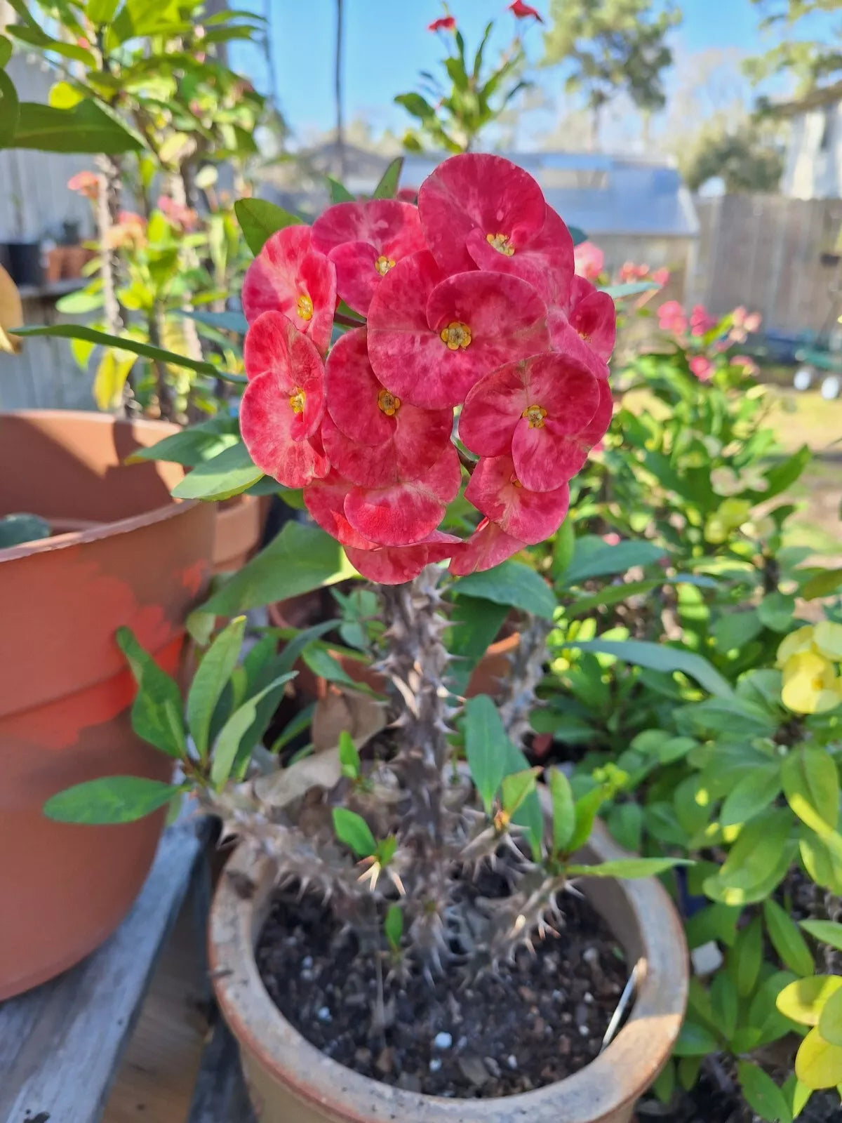 Euphorbia Milii Cuttings - Jumbo Peachy Pink Flowers - Crown of Thorns Plant - Qty 1 - Easy to Propagate Succulent