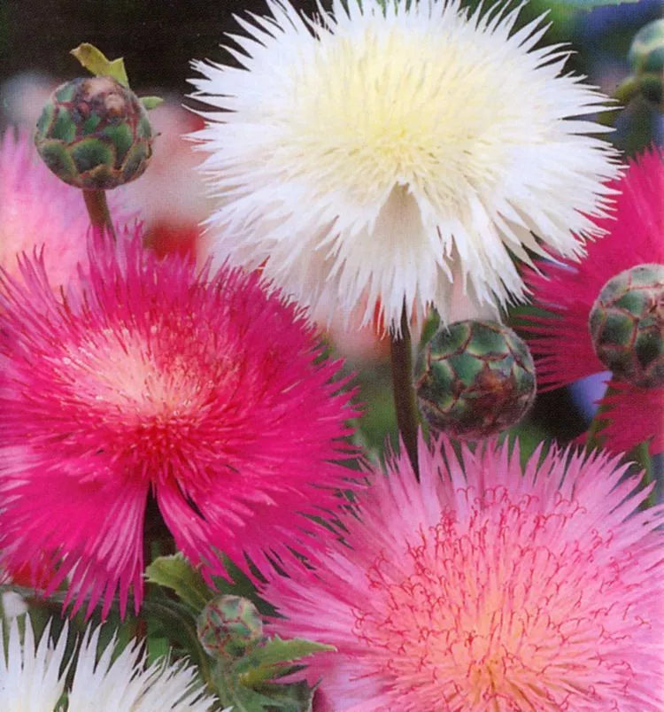Sweet Sultan Seeds - 100 Pack - Fragrant Cut Flower - Centaurea suaveolens - Attracts Pollinators, Easy to Grow