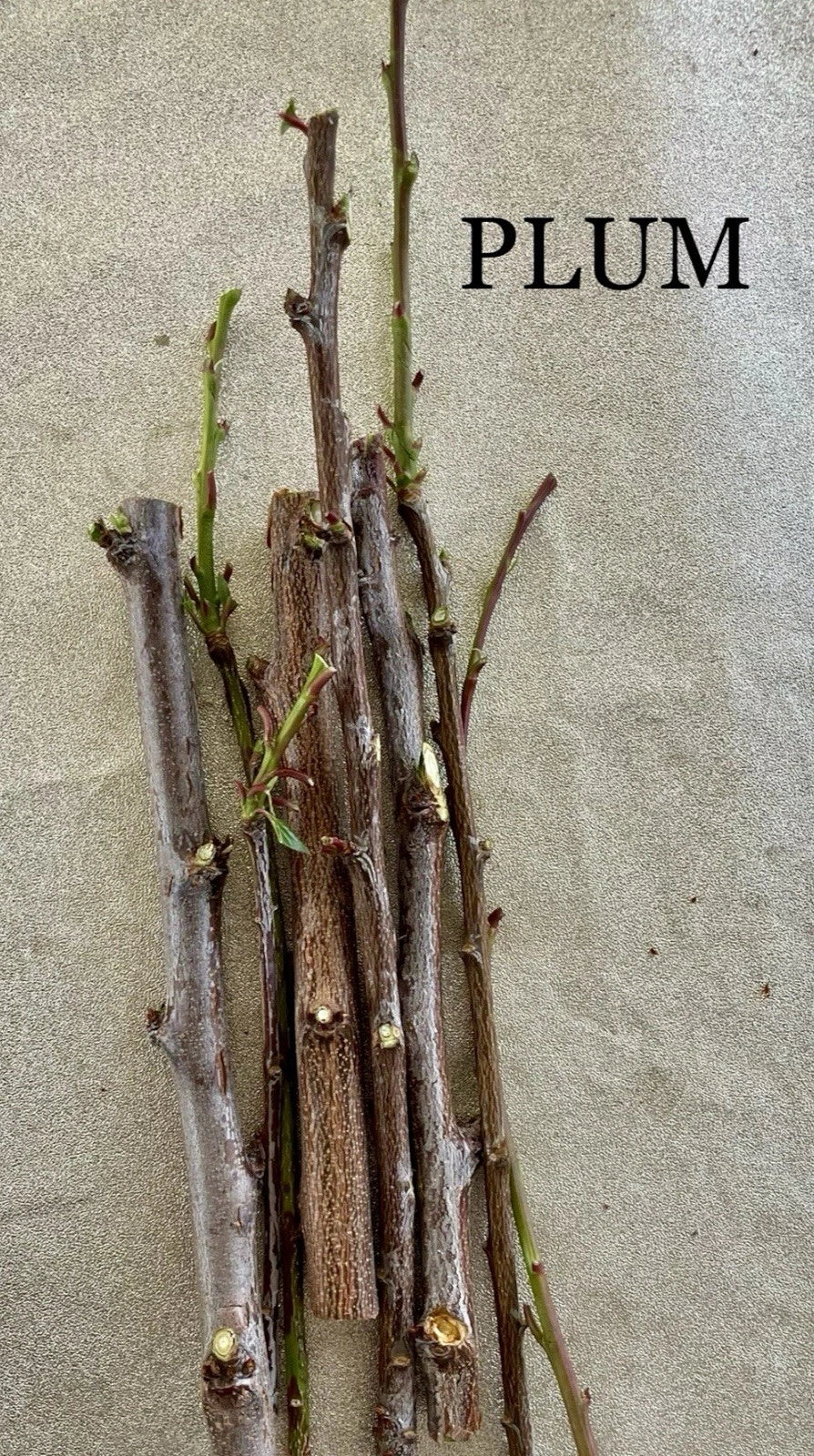 Plum Tree Cuttings 6-8 inches Prunus domestica for Rooting and Grafting - High-Quality Disease-Free Cuttings