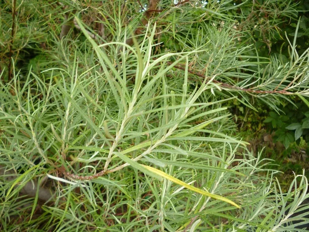 Rosemary Willow Tree Cuttings - E Size - Privacy Bush - Salix rosmarinifolia - Fast-Growing, Low Maintenance, Attractive Foliage