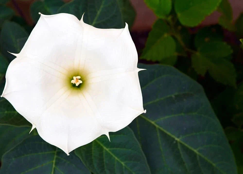 White Trumpet Bush Seeds 20 Pack | Fragrant White Flowers | Brugmansia suaveolens | Attracts Pollinators