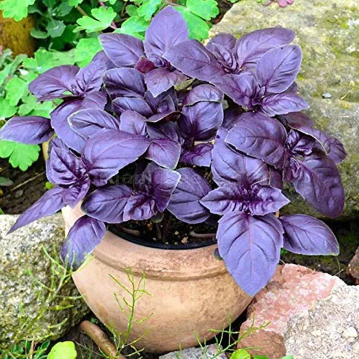 Dark Opal Basil Seeds - 500+ Organic Heirloom Herb - Ocimum basilicum - Non-GMO Culinary Garden Starter