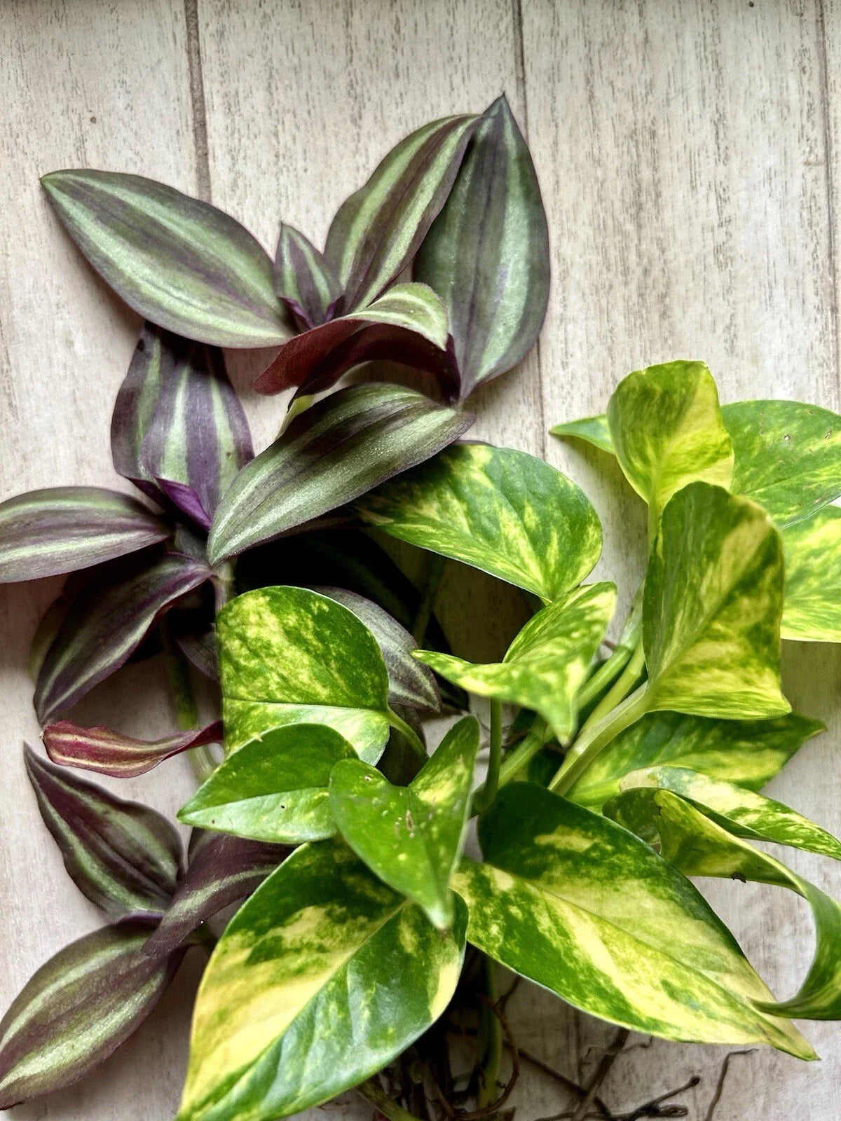 20 Rooted Plant Cuttings - Pothos & Wandering Jew - Epipremnum aureum & Tradescantia zebrina - Easy Care Indoor Plants