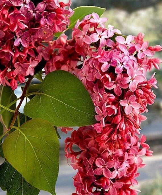Crimson Lilac Seeds - 25 Perennial Flower Seeds - Syringa vulgaris - Fragrant Deep Purple Blooms for Gardens