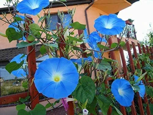Blue Morning Glory Seeds 300 Count - Ipomoea purpurea, Fast-Growing Climbing Vine for Vibrant Summer Blooms