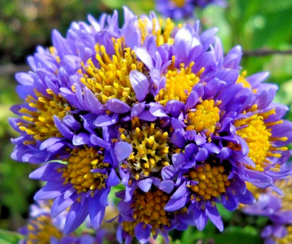 Hardy Perennial Starter Plants 6-Pack, Lavender Tatarian Aster, Aster tataricus, Attracts Pollinators