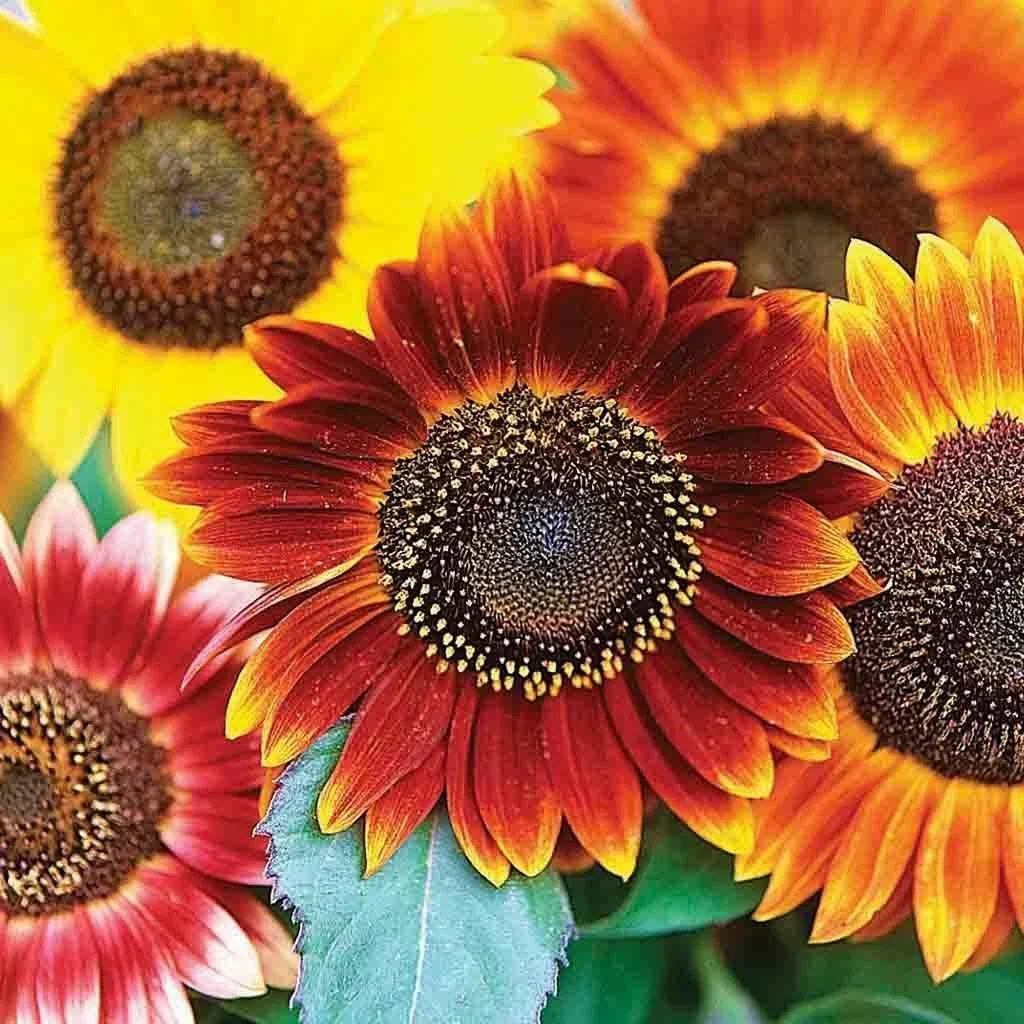 Sunflower Seeds 50+ Pack Autumn Beauty Multicolor Mix Helianthus annuus - Cut Flower Garden, Attracts Pollinators