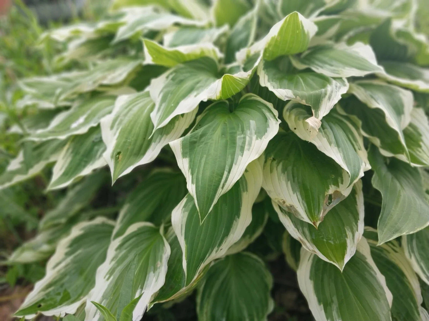 Hosta Roots - 3 Patriot Variegated Plants - Green & White Foliage - Hosta x tardiana 'Patriot' - Shade Garden Perennial