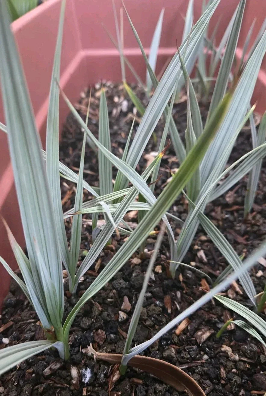 Live Plant - 1 Year Old Silver Mazari Palm - Nannorrhops Ritchiana - Indoor/Outdoor Hardy Palm for Tropical Gardens