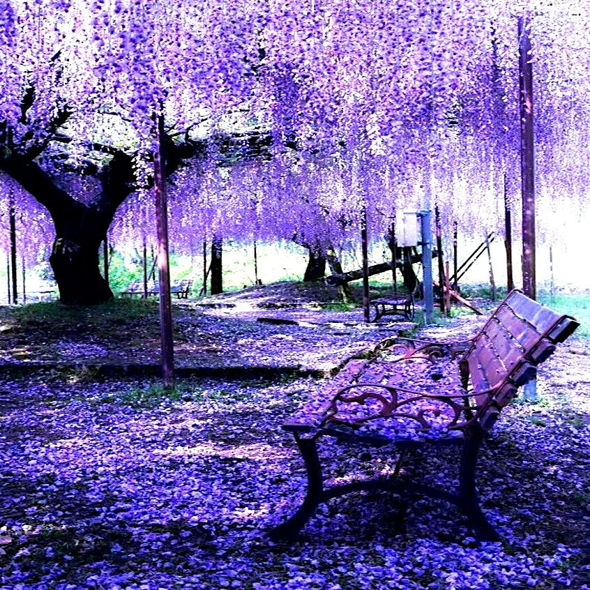 Chinese Wisteria Tree Seeds - 5 Pack, Fast Climbing Flower Vine, Purple Blooms, Wisteria sinensis