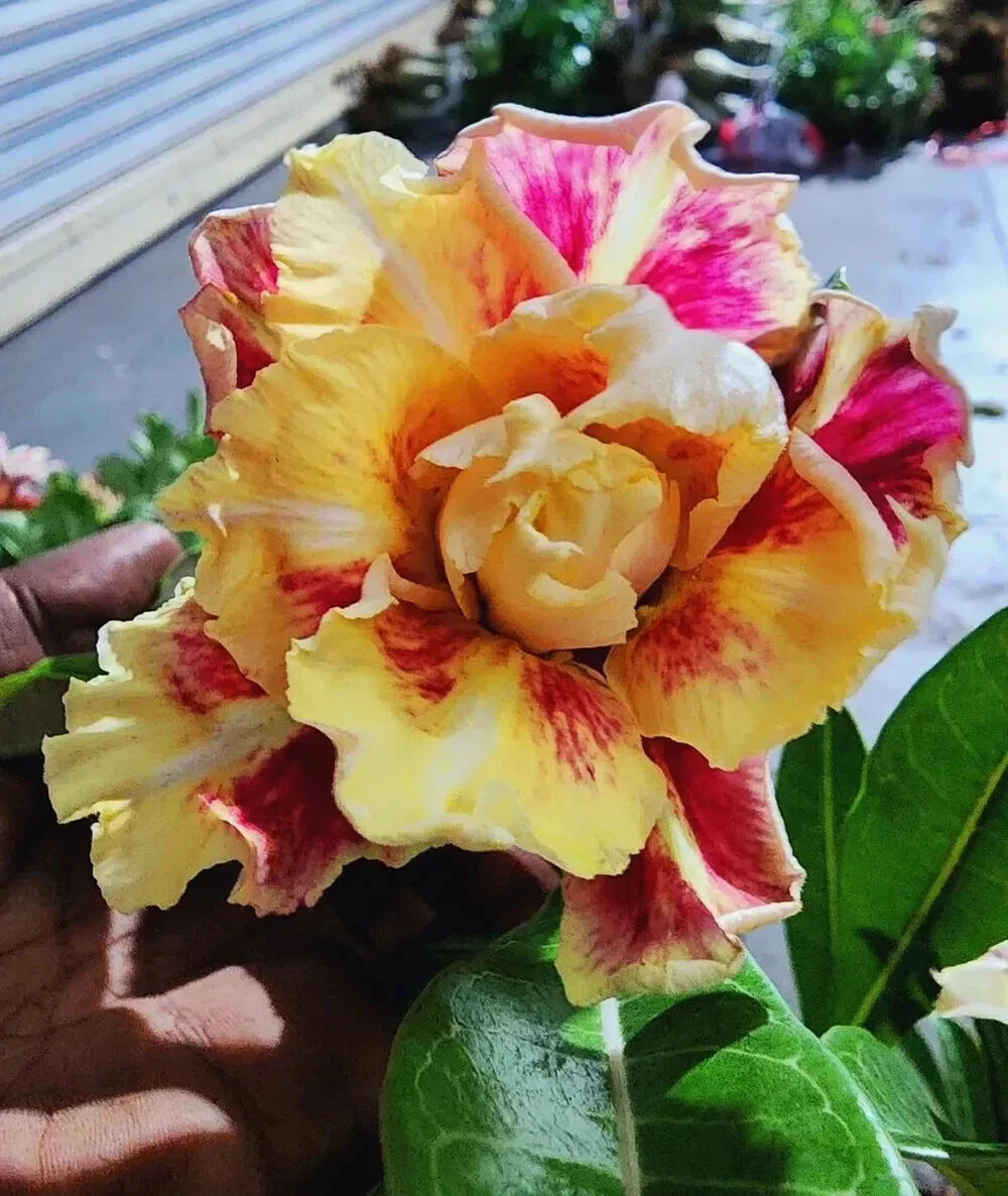 Desert Rose Plant Seedling 4-6 Inches Venus Variety Adenium Obesum Rooted Succulent for Home Garden