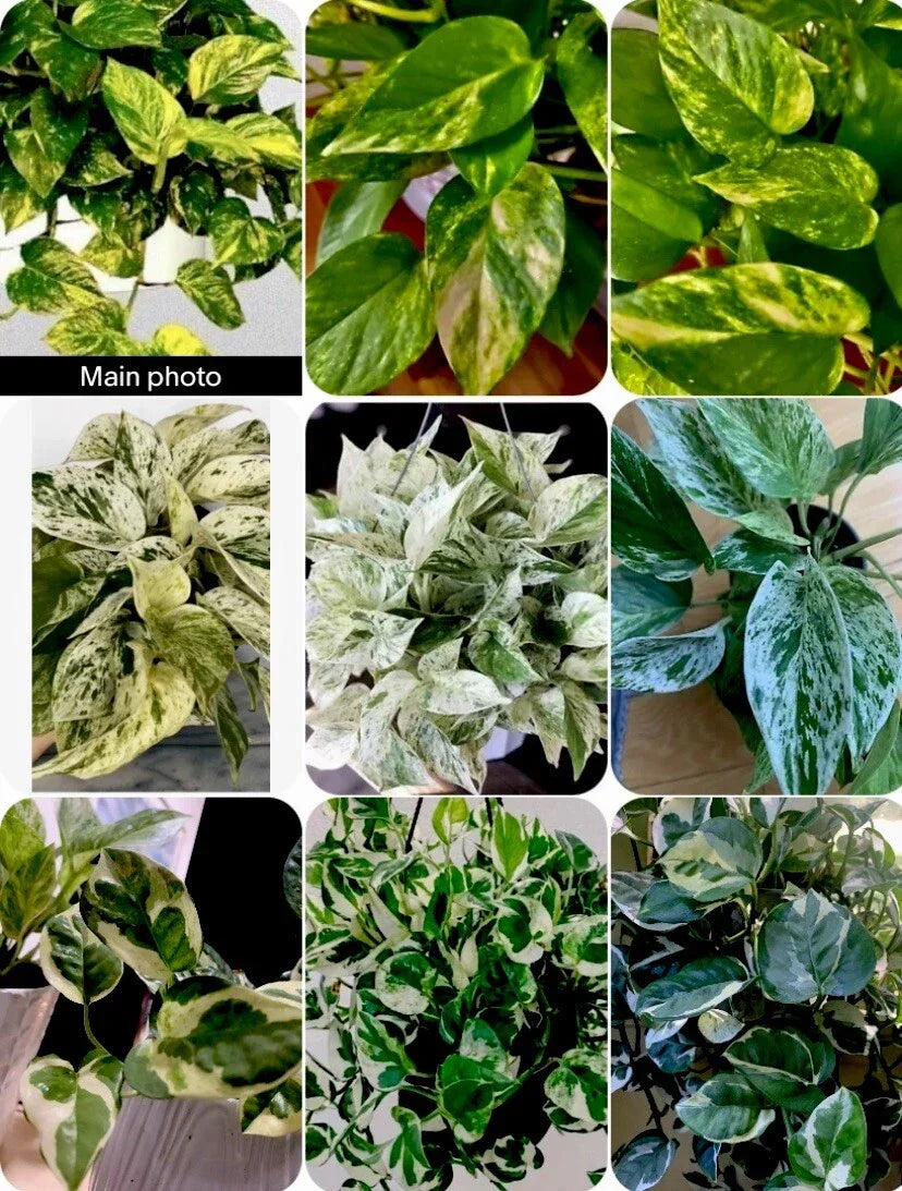 N'Joy Pothos Plant Set | 3" Pots | Marble & Golden Varieties | Epipremnum aureum | Indoor Air Purifying Houseplants