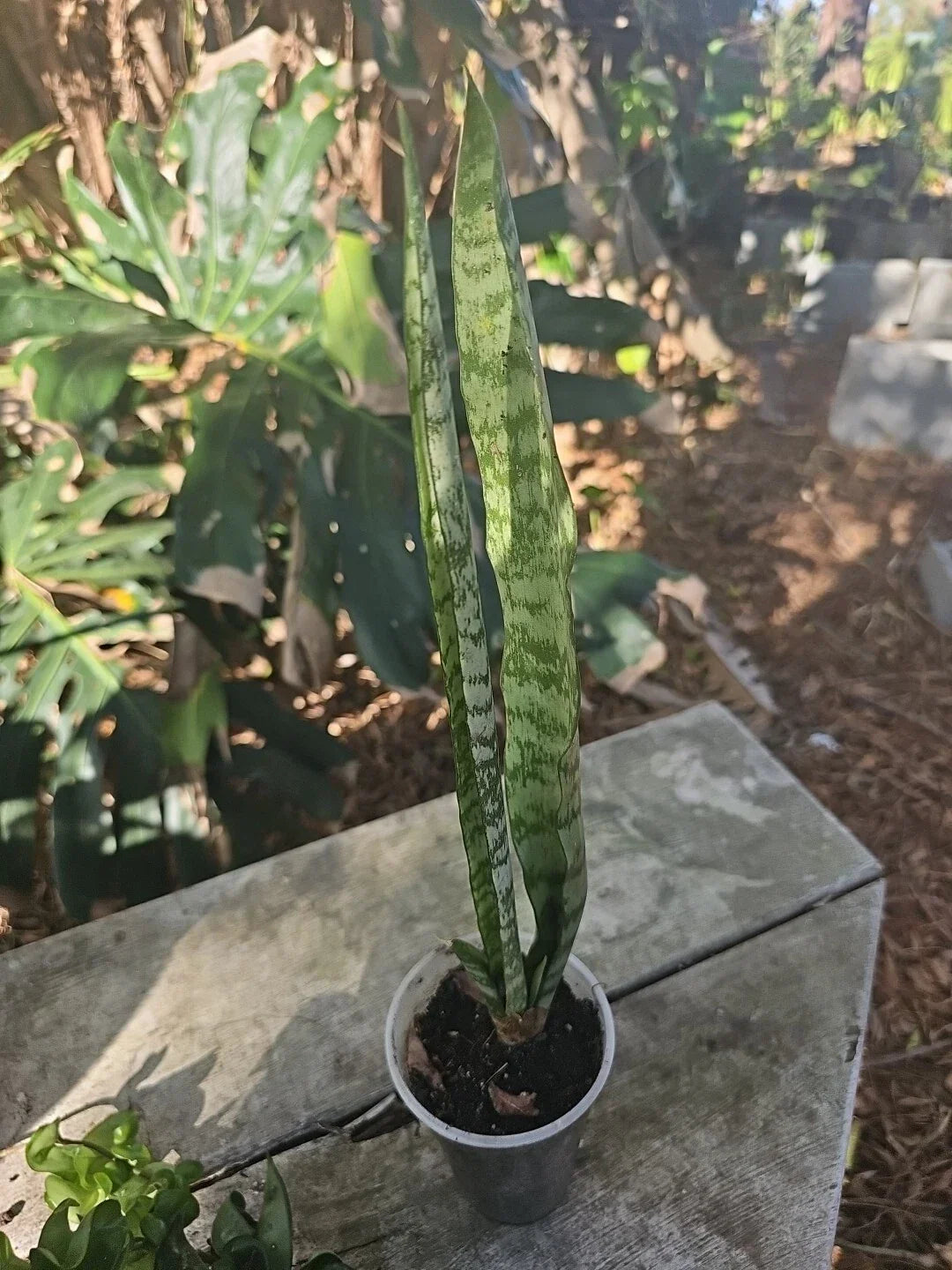 Sansevieria Zeylanica Bare Root Plant | Mother-in-Law's Tongue | Variegated Green & Yellow | Air-Purifying Succulent