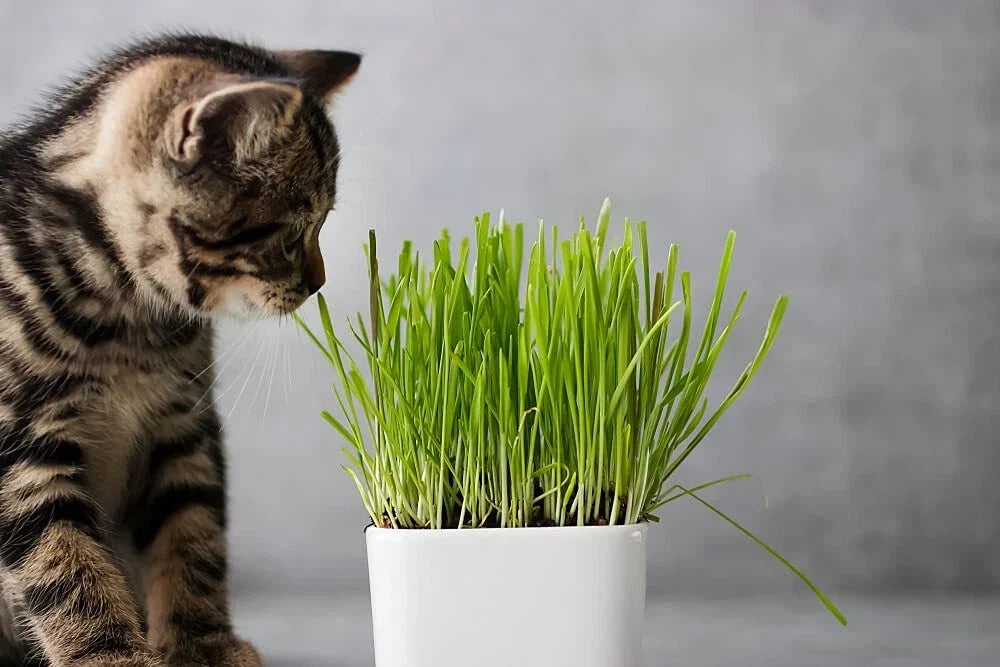 Cat Grass Seeds 1 Lb - Nutritious Barley Grass Seeds for Cats - Hordeum vulgare - Easy to Grow Indoor Plant