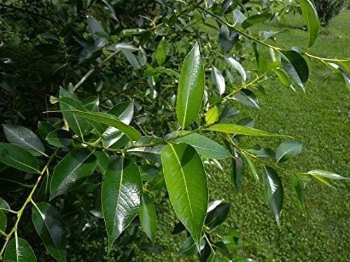 Bay Leaf Bonsai Cutting - Thick Trunk - Indoor/Outdoor - Laurus nobilis Tree Plant for Home Decor and Gardening