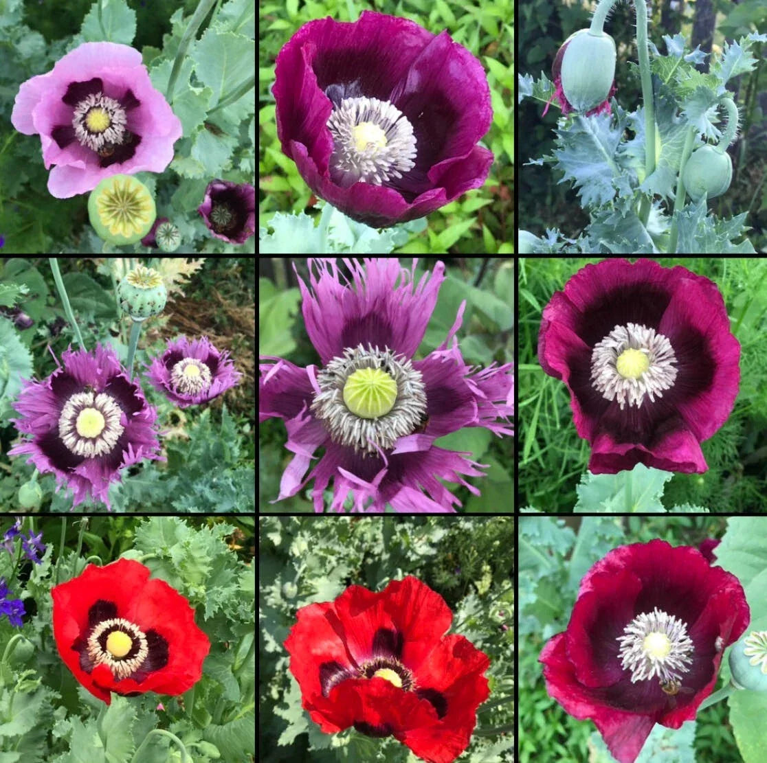 Poppy Seeds Mix 1000 Non-GMO Breadseed Colorful Pods Papaver somniferum - Vibrant Culinary Flower Garden Seeds