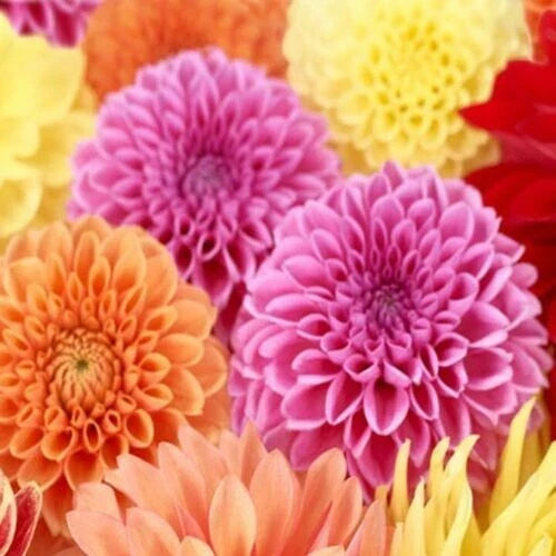 25 Dahlia Seeds - Spring Mix - Colorful Perennial Flowers - Dahlia pinnata - Attracts Pollinators, Easy to Grow