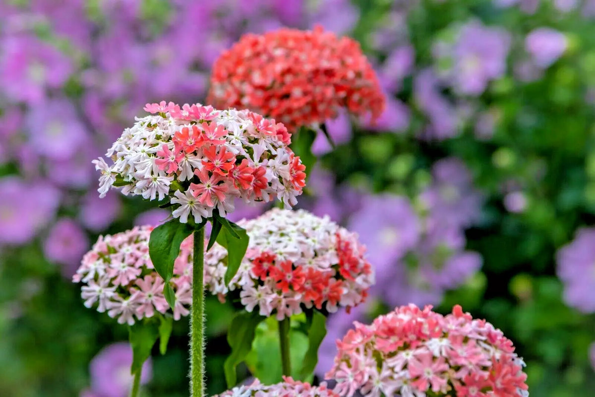 Maltese Cross Seeds - 100 Count - Pink and White Blooms - Lychnis Chalcedonica - Rare Color for Gardens and Pollinators