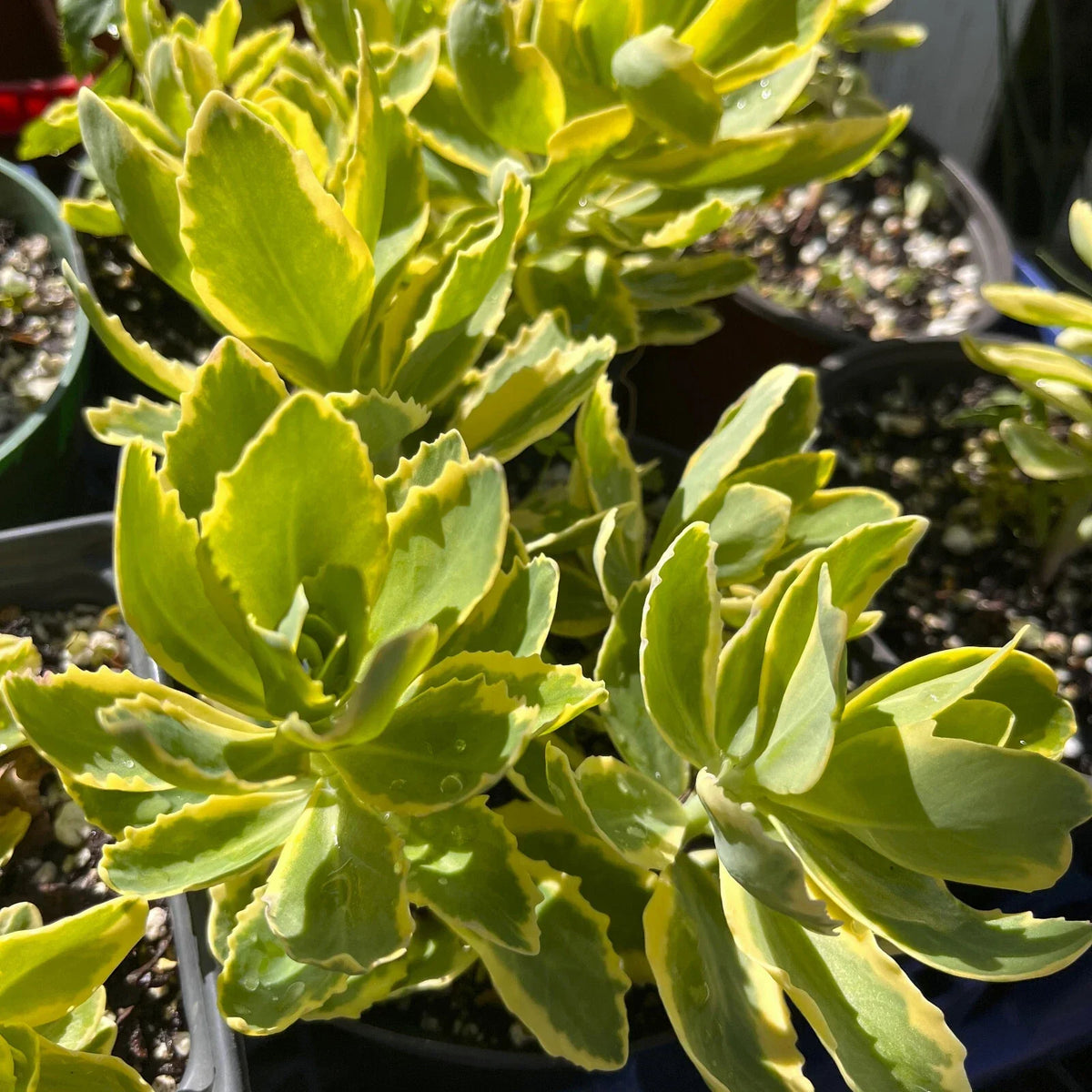 Variegated Pink Stonecrop Sedum 'Autumn Charm' Potted Perennial Plant - Drought-Tolerant Ground Cover, Pollinator-Friendly