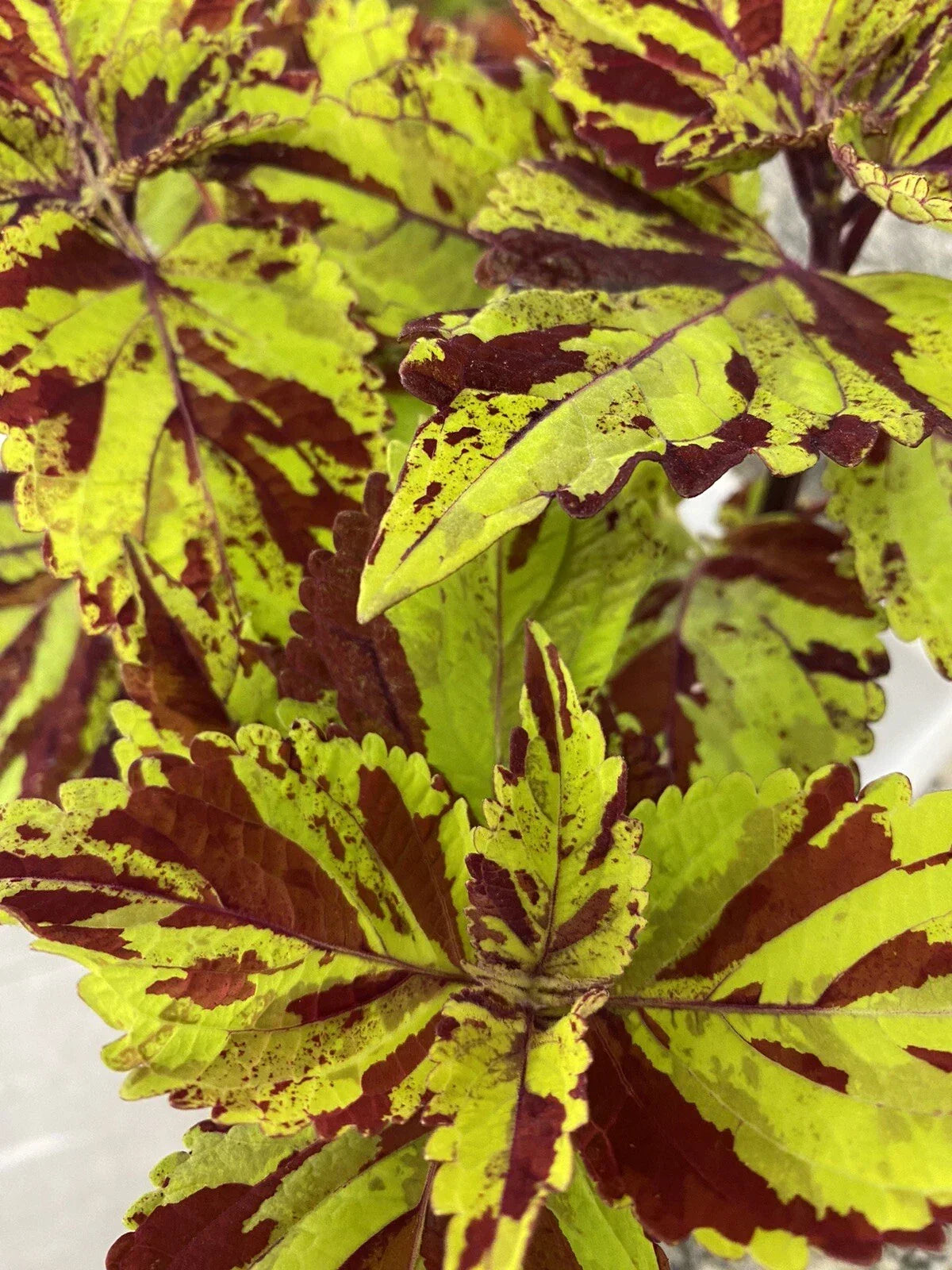 Coleus Splish Splash Live Rooted Starter Plant - Vibrant Ornamental Foliage - Coleus blumei - Easy Care Indoor/Outdoor Decor