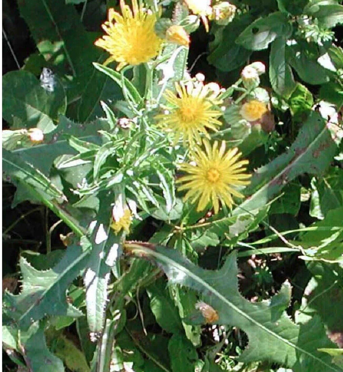 Wild Prickly Lettuce Seeds 75+ Organic Medicinal Lactuca Virosa for Pain Relief - Biennial Garden Plant USA