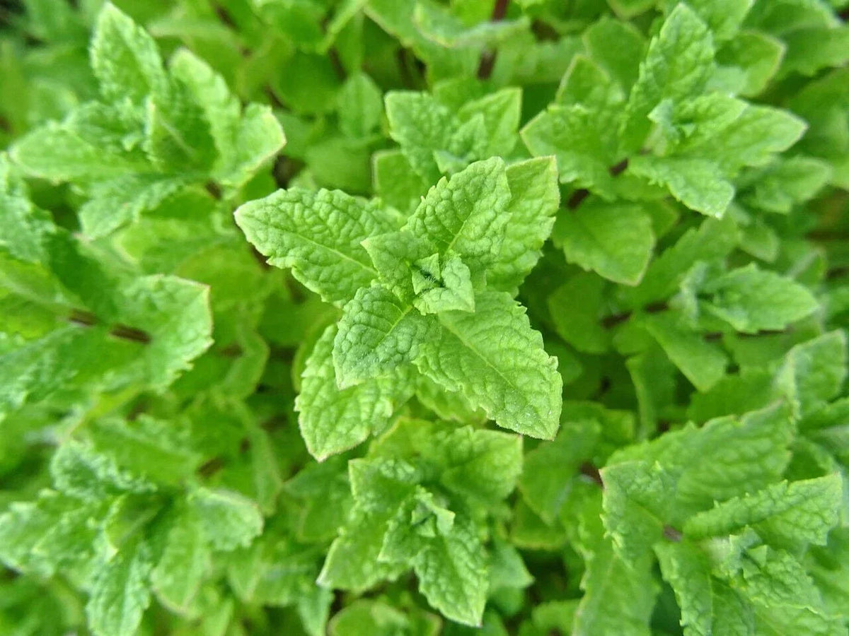 Peppermint Seeds - Non-GMO Herb Seeds for Planting - Mentha spicata - Culinary and Aromatic Use - 100 Seeds Per Packet